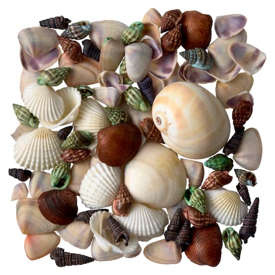 12 Pack: Dyed &#x26; Natural Mixed Sea Shells by Ashland&#xAE;